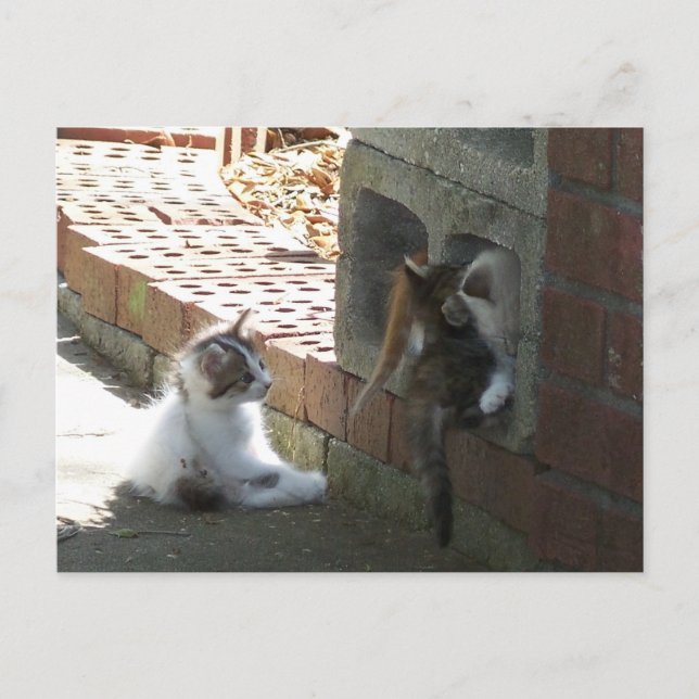 Kätzchen 050 Postkarte (Vorderseite)