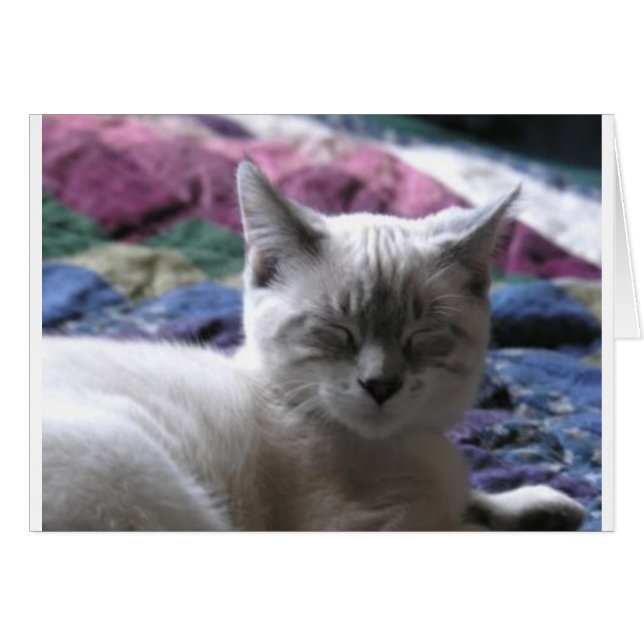 Kätzchen 1 (Vorderseite (Horizontal))