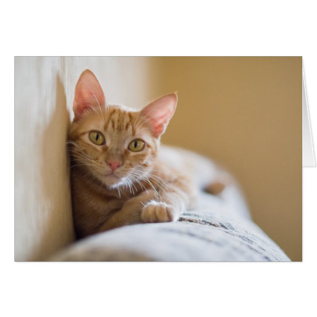 Kätzchen auf der Couch (Vorderseite (Horizontal))