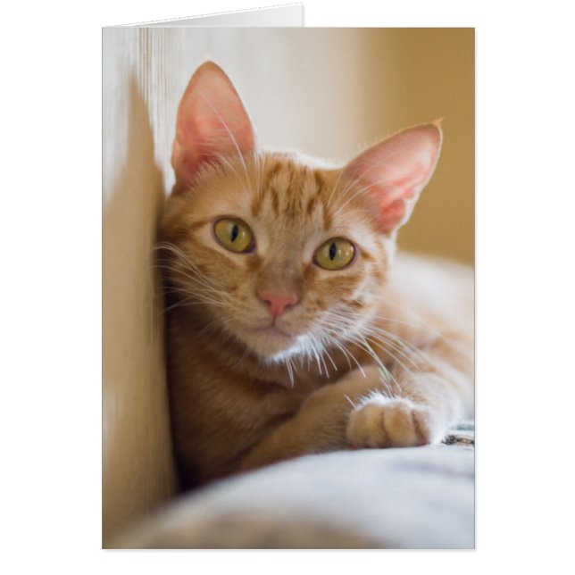 Kätzchen auf der Couch (Vorne)