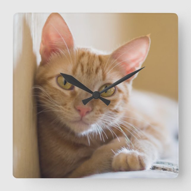 Kätzchen auf der Couch Quadratische Wanduhr (Vorderseite)