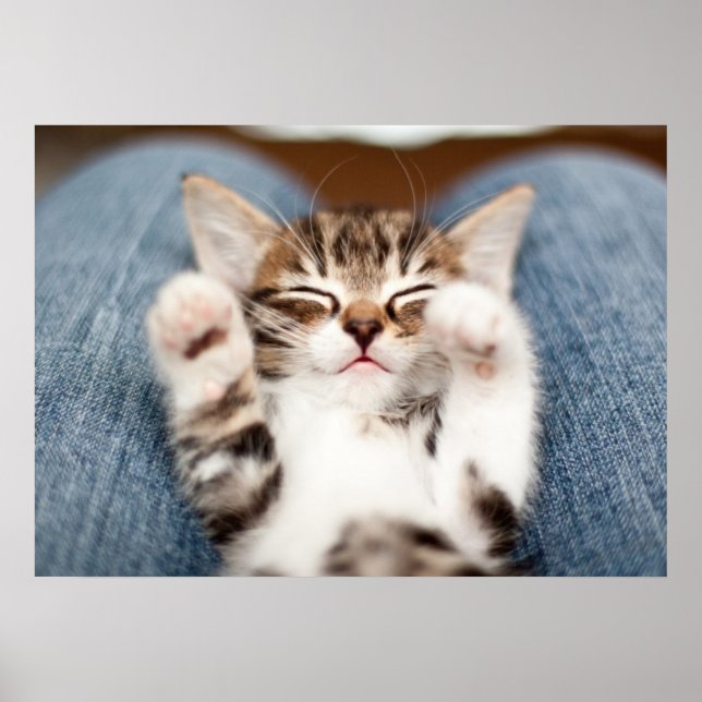 Kätzchen auf meinem Schreibtisch Poster (Vorne)