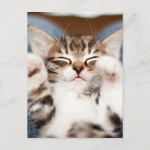 Kätzchen auf meinem Schreibtisch Postkarte