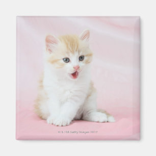 Kätzchen auf rosa Hintergrund Magnet