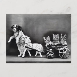 Kätzchen bei der Beförderung Postkarte