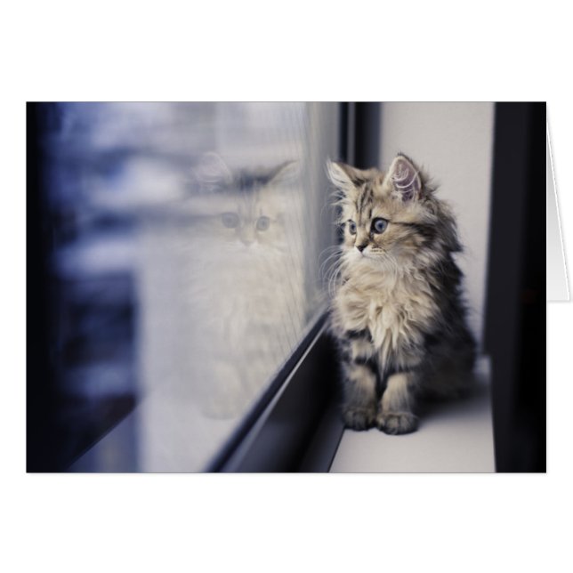 Kätzchen Blick aus Fenster (Vorderseite (Horizontal))