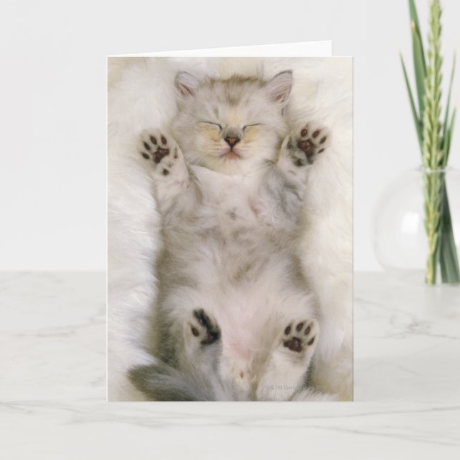 Kätzchen, das auf einem weißen flaumigen Teppich, Karte (Vorderseite)