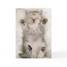 Kätzchen, das auf einem weißen flaumigen Teppich,