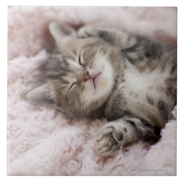 Kätzchen, das auf Tuch schläft Fliese (Vorderseite)