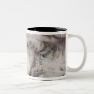 Kätzchen, das auf Tuch schläft Zweifarbige Tasse