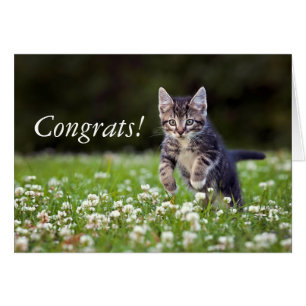 Kätzchen, das durch Klee läuft