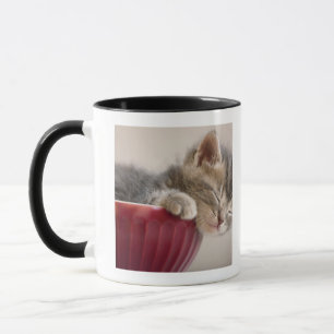Kätzchen, das in der Schüssel schläft Tasse