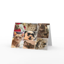 Kätzchen des Johnston-Landkreises