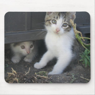 Kätzchen, die auf dem Bauernhof Mousepad spielen