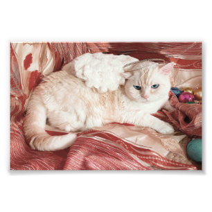 Katzchen Engel Fotodruck