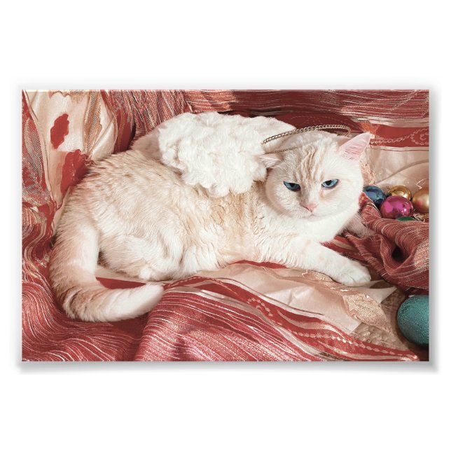Katzchen Engel Fotodruck (Vorne)