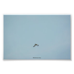 Kätzchen Fotodruck