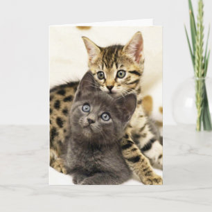 Kätzchen-Gruß-Karte Greyfoot Katzen-zwei niedliche Karte