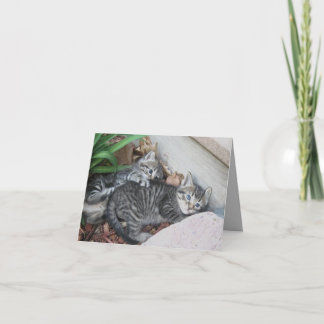 Kätzchen Hinweis Karte