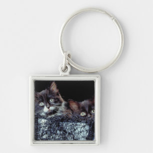 Kätzchen im Behälter Schlüsselanhänger