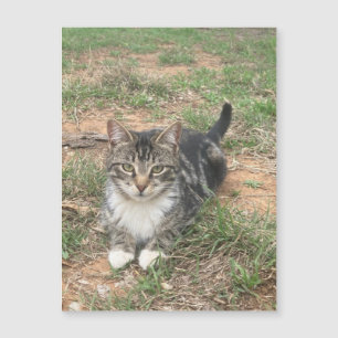 Kätzchen im Gras Magnetkarte