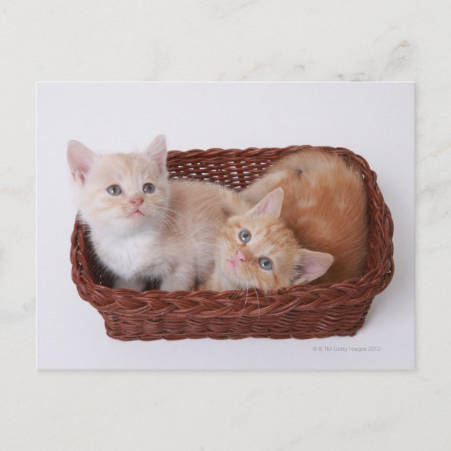 Kätzchen im Korb Postkarte (Vorderseite)