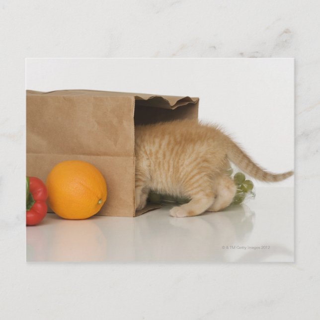 Kätzchen im Lebensmittelbeutel Postkarte (Vorderseite)