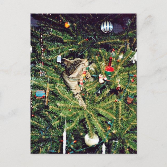 Kätzchen im Weihnachtsbaum Feiertagspostkarte (Vorderseite)