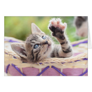 Kätzchen in einem Korb