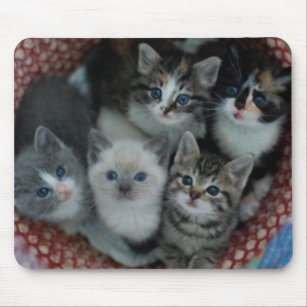 Kätzchen in einem Korb Mousepad