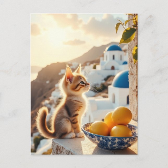 Kätzchen in Italien Postkarte (Vorderseite)