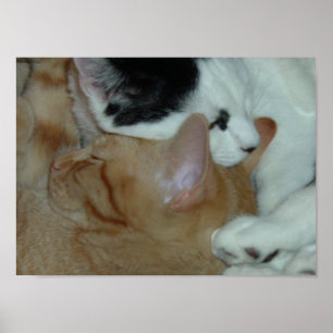 Kätzchen in Liebe Poster