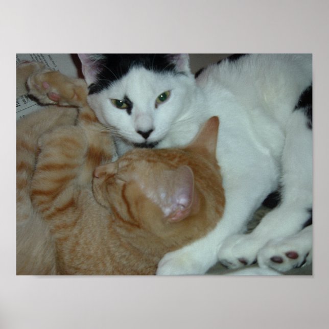 Kätzchen in Liebe Poster (Vorne)