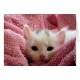 Kätzchen in Pink