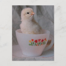 Kätzchen in Vintagem Teacup Postkarte