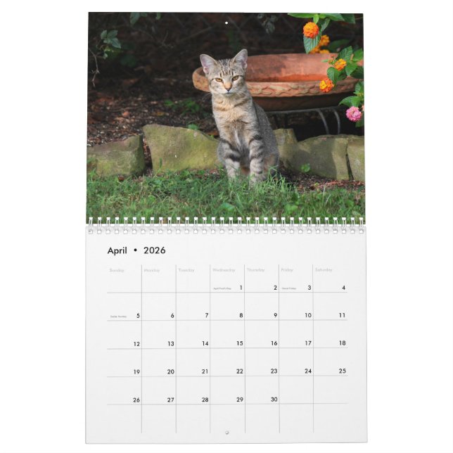 Kätzchen-Kalender Kalender (Apr 2026)