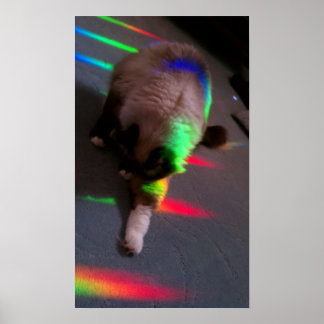 Kätzchen = Licht und Liebe Poster