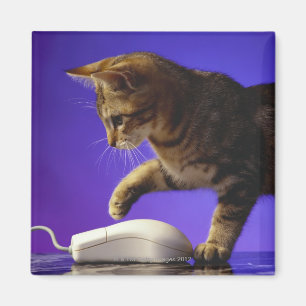 Kätzchen mit Computermaus Magnet