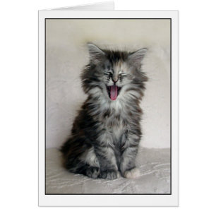 Kätzchen mit einem großen Ausdruck