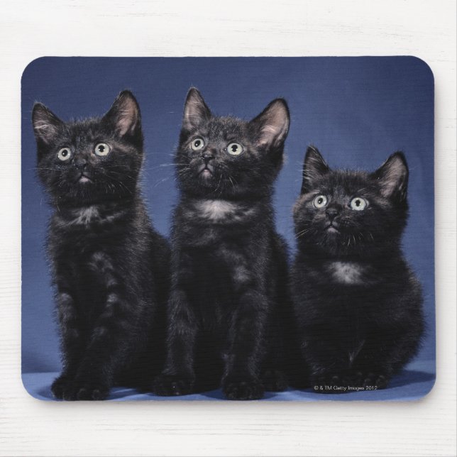 Kätzchen Mousepad (Vorne)