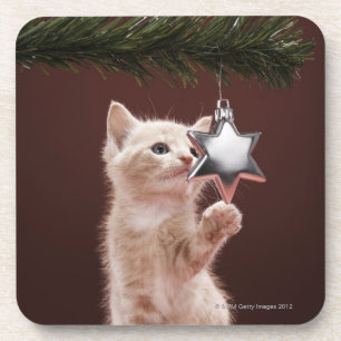 Kätzchen-pawing Weihnachtsdekoration auf Baum Untersetzer