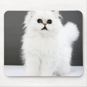 Kätzchen-Porträt Mousepad