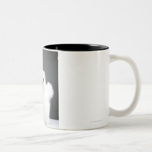 Kätzchen-Porträt Zweifarbige Tasse
