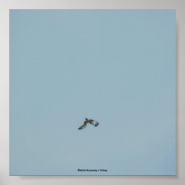 Kätzchen Poster (Vorne)