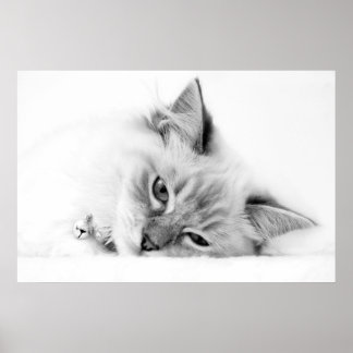 Kätzchen Poster