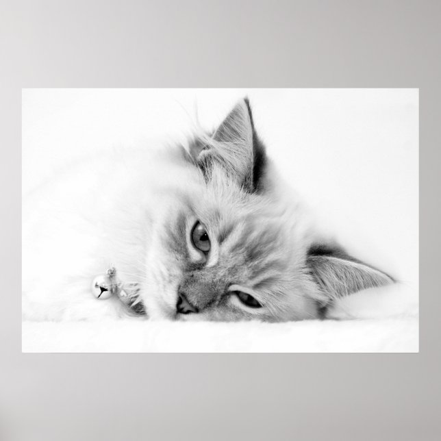 Kätzchen Poster (Vorne)