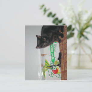 Kätzchen Postkarte