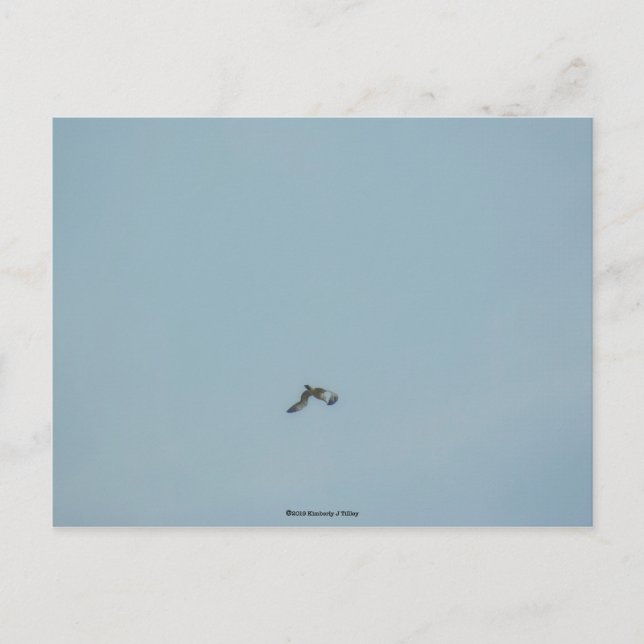 Kätzchen Postkarte (Vorderseite)