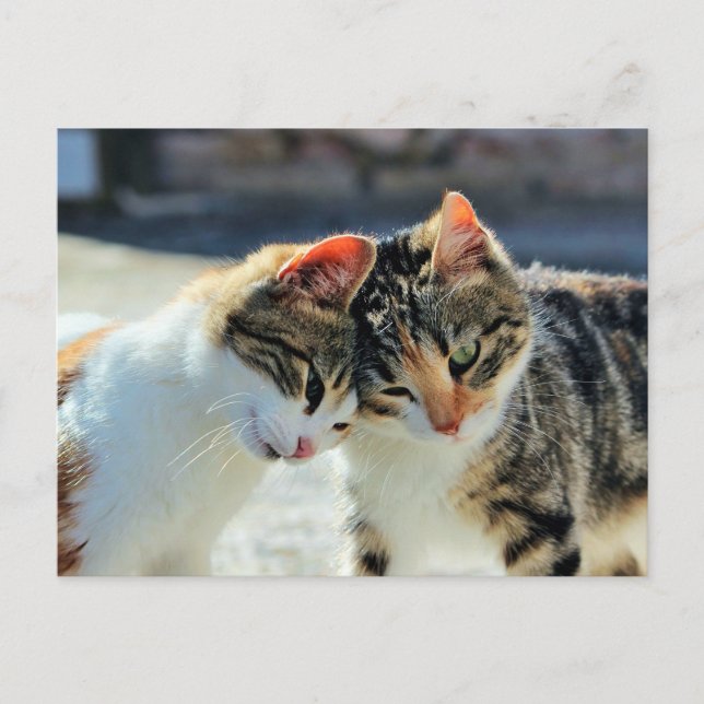 Kätzchen Postkarte (Vorderseite)