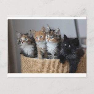 Kätzchen Postkarte